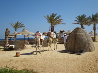 Верблюды в гостях у отдыхающих (фото)