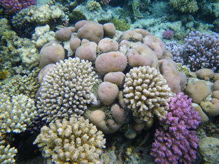 Египет, Красное море. Разноцветные кораллы (подводное фото)