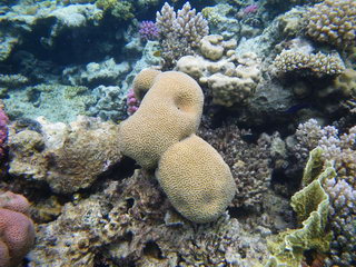 Египет, Красное море. Кораллы  в форме мозгов (подводное фото)