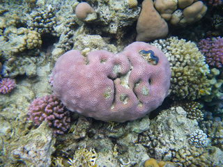 Египет, Красное море. Гламурный коралл с голубой устрицей (подводное фото)