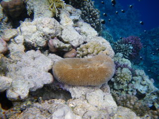 Египет, Красное море. Необычный коралл и черно-белые рыбки (подводное фото)