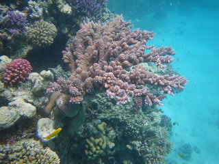 Египет, Красное море. Ветвистый коралл (подводное фото)