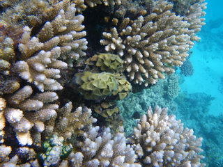 Египет, Красное море. "Мягкий" коралл (подводное фото)