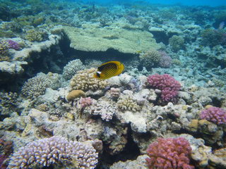 Египет, Красное море. Рекламная рыбка "Билайн" среди кораллов (подводное фото)