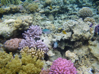 Египет, Красное море. Голубые рыбки среди кораллов (подводное фото)
