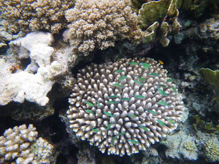 Египет, Красное море. Зеленые рыбки в коралле (подводное фото)