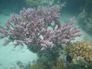Египет, Красное море. "Новогодний" коралл (подводное фото)