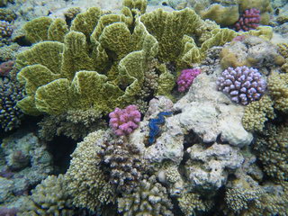Египет, Красное море. Голубая устрица среди кораллов (подводное фото)