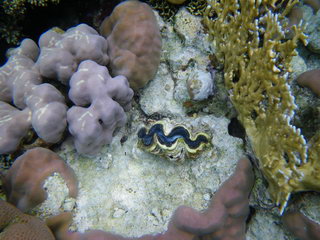 Египет, Красное море. Голубая устрица среди кораллов (подводное фото)
