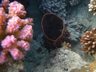 Египет, Красное море. Коралл в форме трубы (подводное фото)