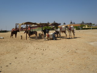 Стоянка верблюдов и лошадей у края территории отеля (фото)